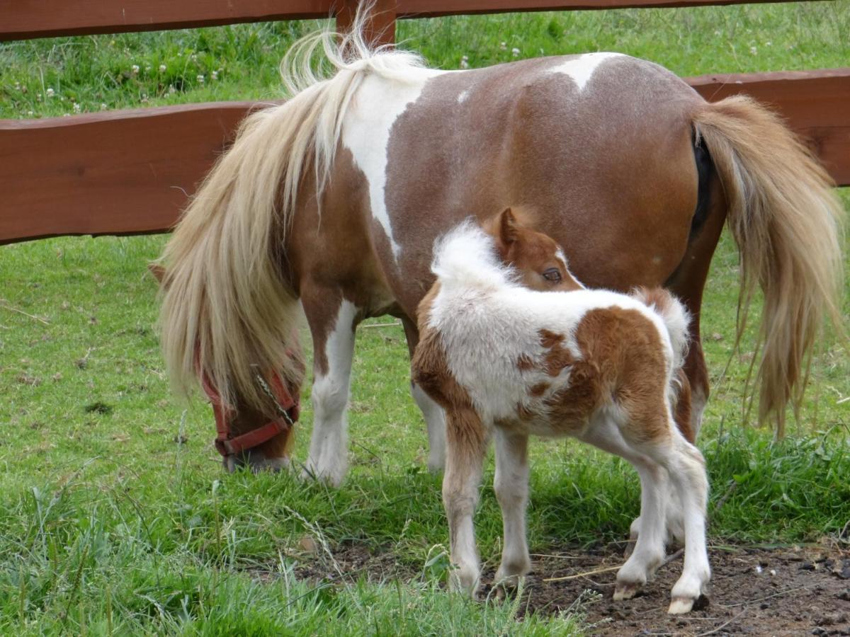 Вилла Rancho-Bierna Экстерьер фото